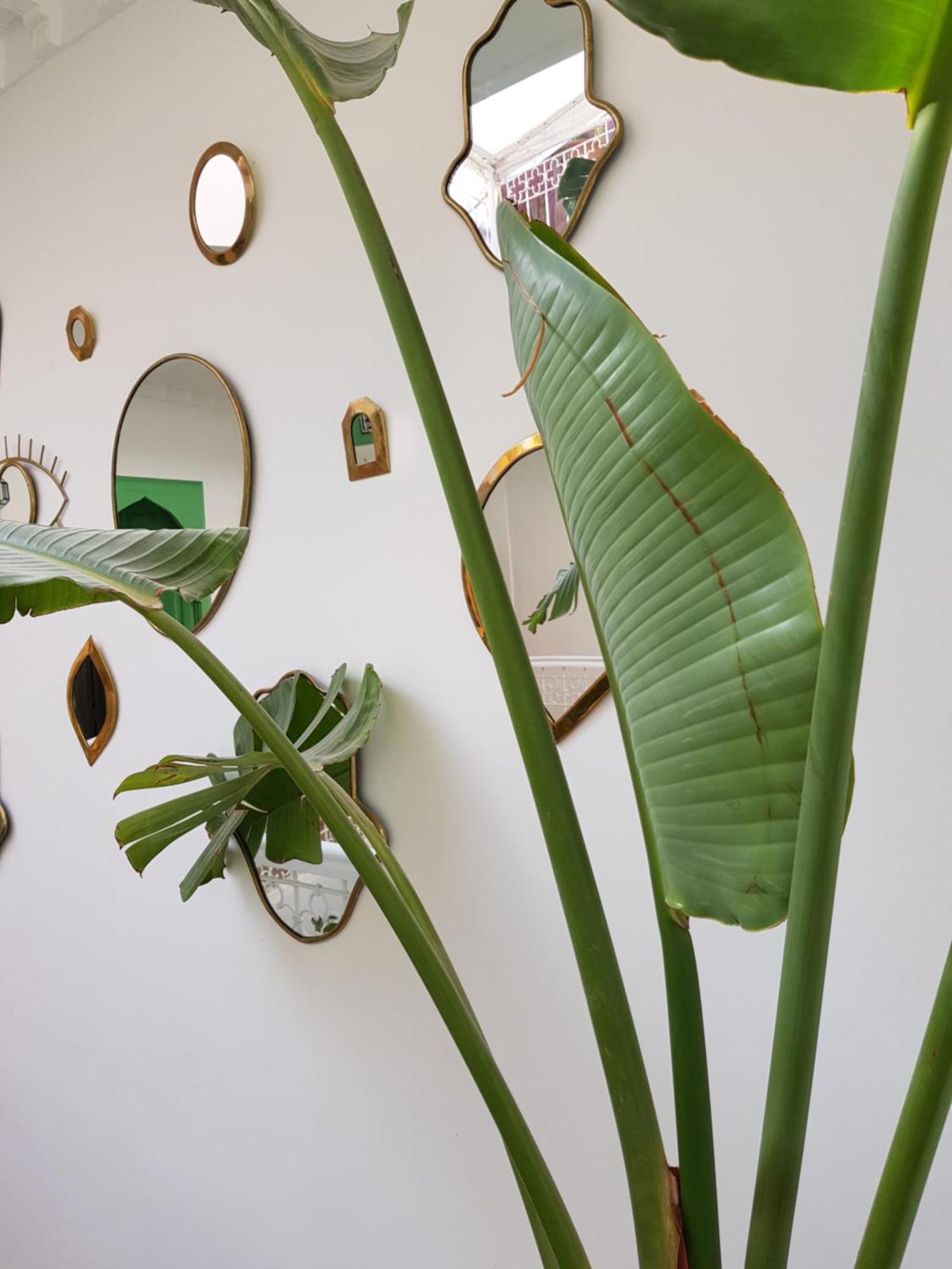 Riad Le Limoun&Spa Marrakesh Exterior foto